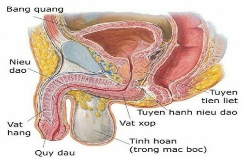 Ảnh 2 của Cancer of the testicles